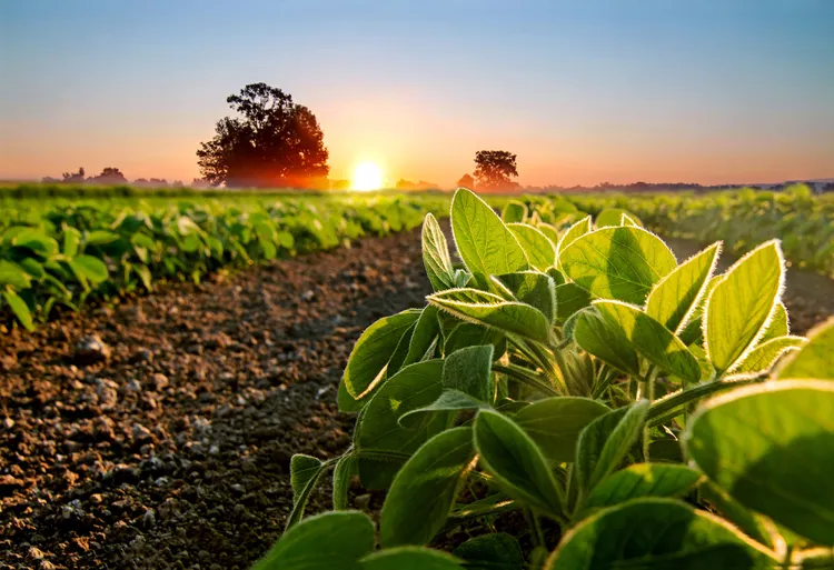 Crop Yield Prediction